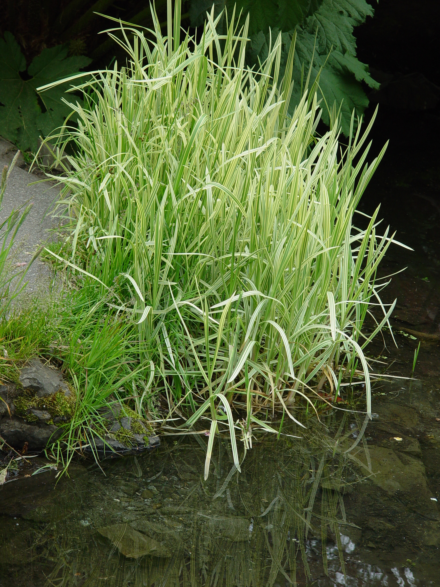 Glyceria maxima var. variegata
